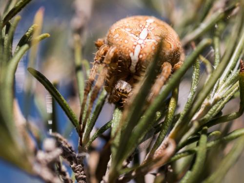 Araneus diadematus
